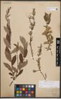 Foto von Salix cinerea L. x Salix repens L.
